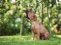 dog eating apple