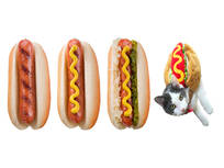 hot-dog--hot-dog--hot-dog--hot-dog-cat