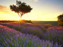 lavender-fields-in-france