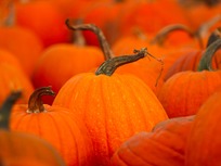 pumpkin-patch-closeup