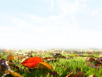september leaves