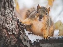 squirrel-in-winter