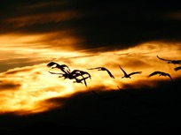 sunset-with-seagulls