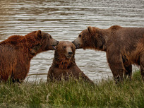 three-bears-two-of-them-look-like-theyre-whispering-to-a-third-bear-who-looks-chuffed-to-be-the-center-of-attention