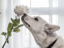 wide-eyed-dog-smelling-rose