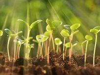 young plant shoots