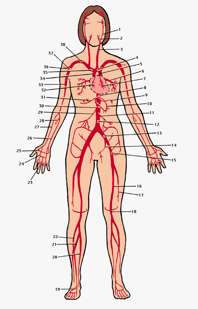 illustration of artery