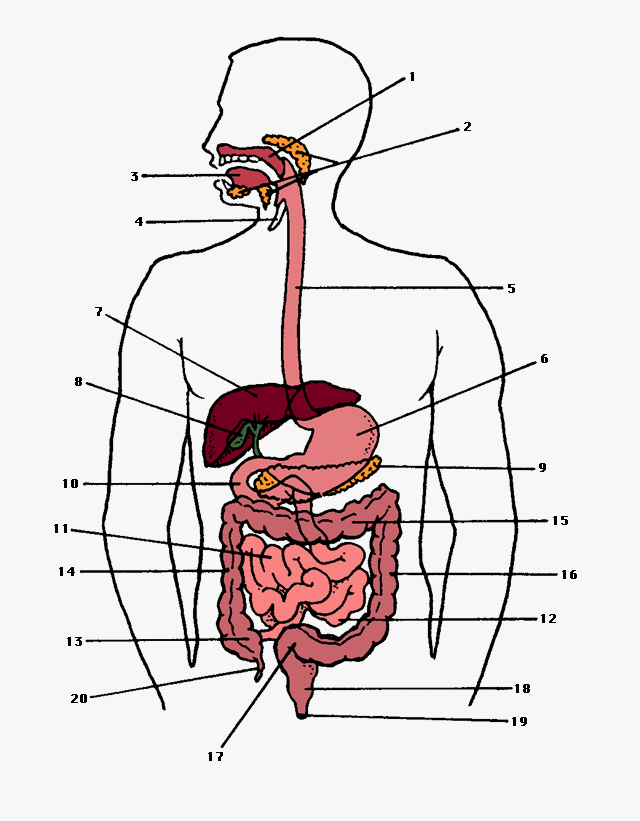 illustration of digestive system