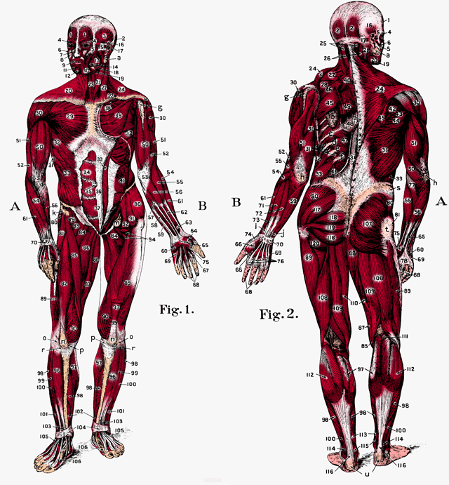 illustration of muscle