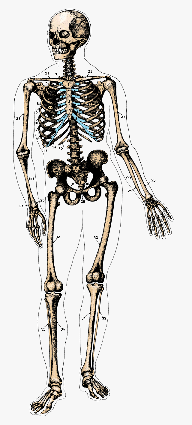 illustration of skeleton