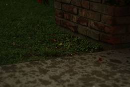 petrichor-rain-slang-definition