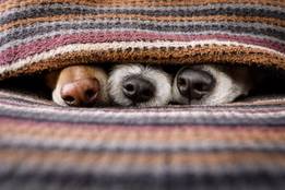 snug-as-a-bug-in-a-rug-dogs-under-blanket