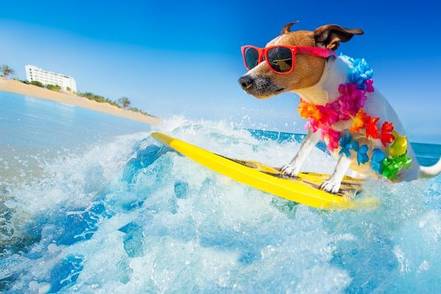 surfing-dog-photo-is-funner-or-funnest-a-real-word