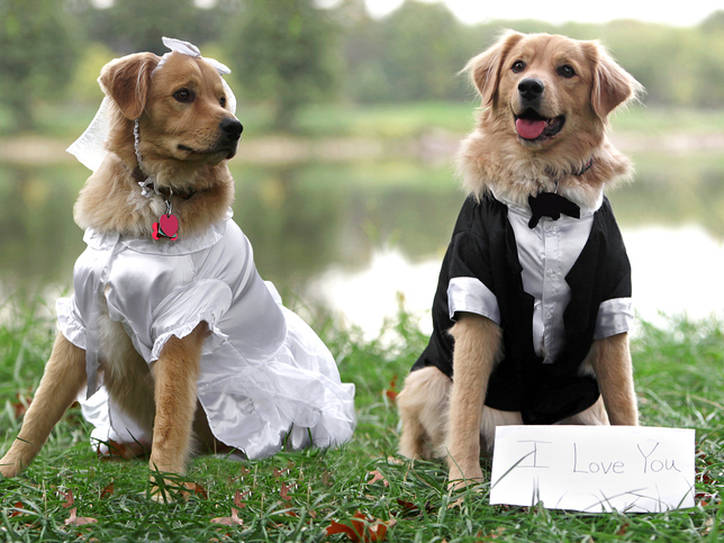 is couple singular or