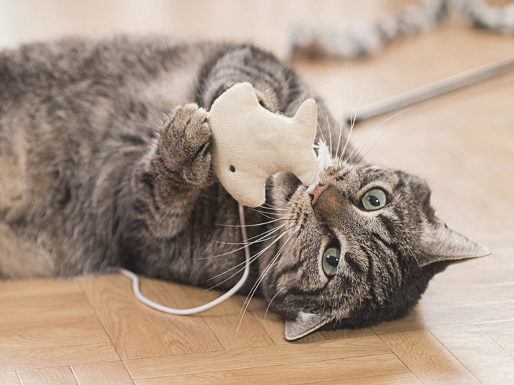 the origin of the word tabby merriam webster