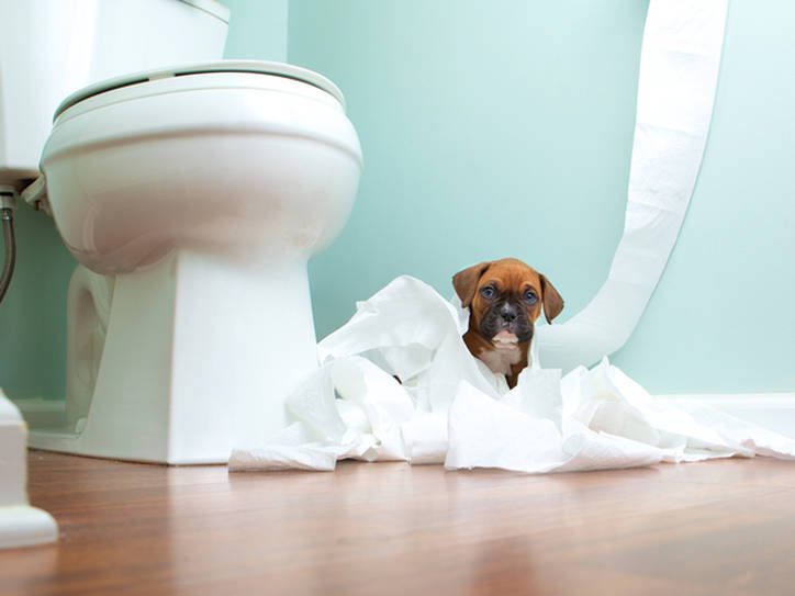 How To Say Water Closet In French