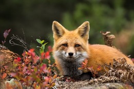 animal-names-verbs-fox-photo