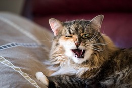 ruthless-angry-cat-photo