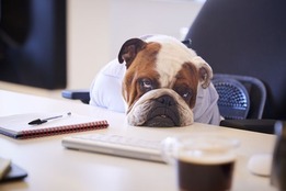 tired-bulldog-photo