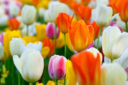 Conduit Definition Of By Merriam Webster Tulip