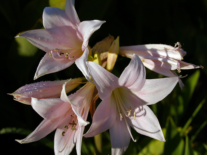 Amaryllis - 10 Flower Names | Merriam-Webster