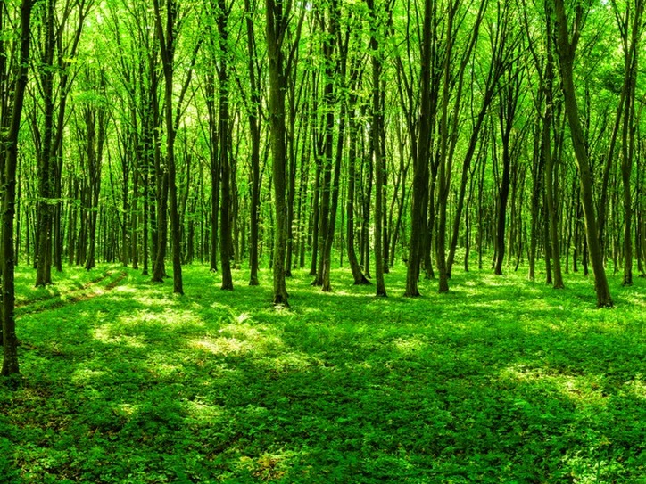 5 better ways to say green merriam webster fancy word for green