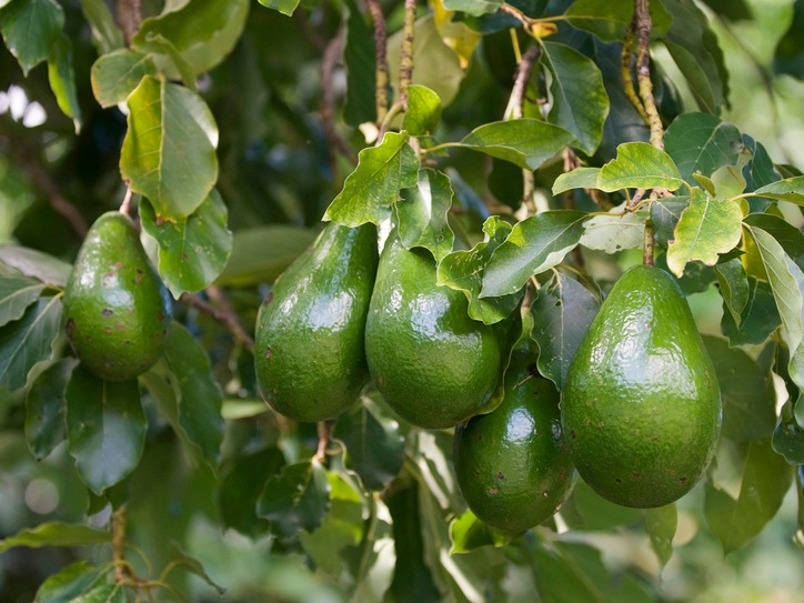 origin of avocado