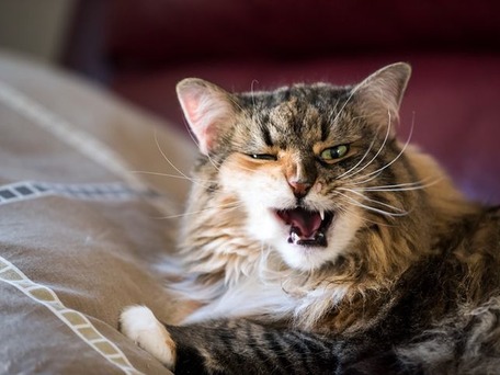 ruthless-angry-cat-photo