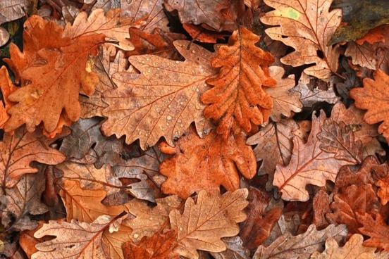 Image result for auburn autumn leaves