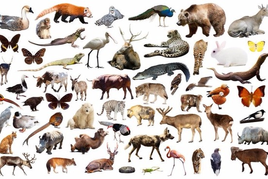 The Human Animal Beastly Names For People Merriam Webster Biologically Of Course Human Beings Are Animals The Definition Uses Term Mammal Vertebrate