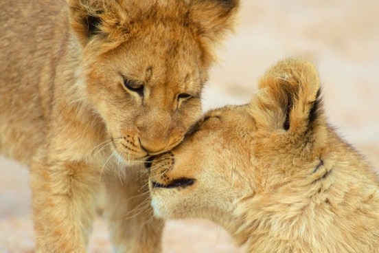 lion friends à·ƒà¶³à·„à· à¶´à·’à¶±à·Šà¶­à·”à¶» à¶´à·Šâ€à¶»à¶­à·’à¶µà¶½