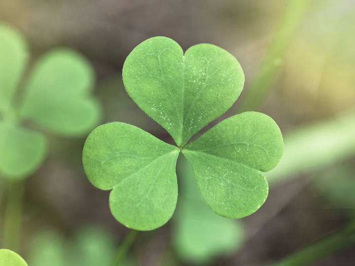 shamrock