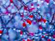 japanese-barberry-tree-covered-in-ice