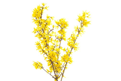 a-bush-often-grown-for-its-bright-yellow-flowers-that-appear-in-early-spring