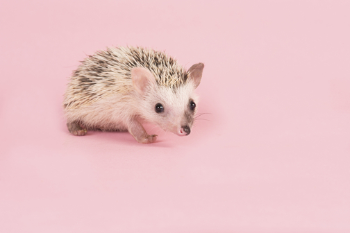 baby-hedgehog