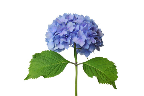 shrubs having opposite leaves and showy clusters of usually sterile white pink or bluish flowers