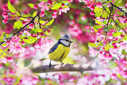 a bird amidst buds