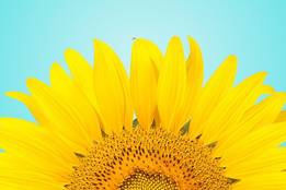 a-closeup-of-a-sunflower