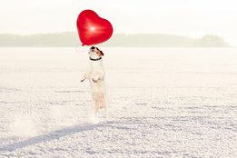 a-dog-in-snow-jumping-to-grab-a-heart-shaped-balloon-the-snow-and-heart-balloon-indicate-that-the-month-being-represented-is-april-and-the-dog-is-just-kinda-cute