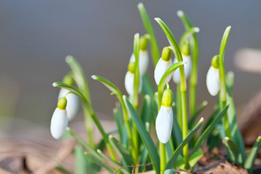 a-patch-of-snowdrops