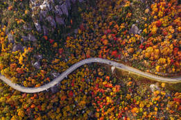 a-top-down-image-of-road-through-an-autumn-forest