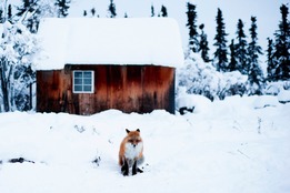fox-in-front-of-cabin-in-winter