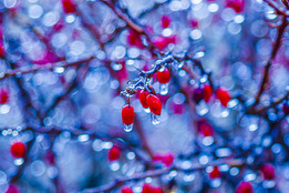 japanese-barberry-tree-covered-in-ice