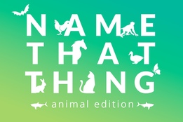 name-that-thing-animal-edition