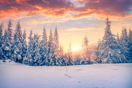 snow-covered-pine-trees-in-front-of-a-setting-or-perhaps-rising-sun