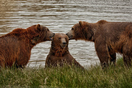 three-bears-two-of-them-look-like-theyre-whispering-to-a-third-bear-who-looks-chuffed-to-be-the-center-of-attention