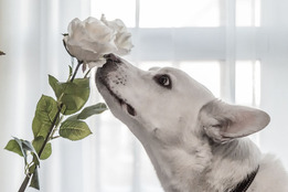 wide eyed dog smelling rose