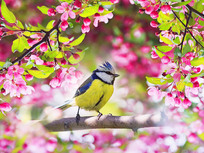 a bird amidst buds