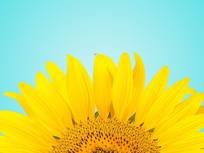 a-closeup-of-a-sunflower