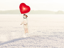 a-dog-in-snow-jumping-to-grab-a-heart-shaped-balloon-the-snow-and-heart-balloon-indicate-that-the-month-being-represented-is-april-and-the-dog-is-just-kinda-cute